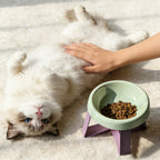 Sniff Joy Anti-Spill Elevated Bowl – High-Leg Cervical Support Dish